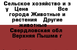 Сельское хозяйство и з/у › Цена ­ 2 500 000 - Все города Животные и растения » Другие животные   . Свердловская обл.,Верхняя Пышма г.